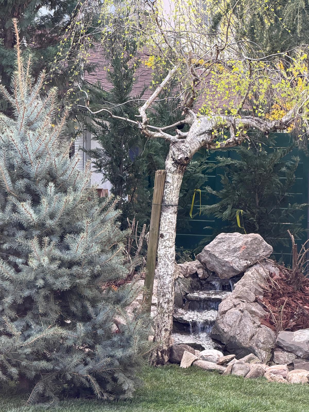 amenajare-proiectare-gradini-apache-gardens-4