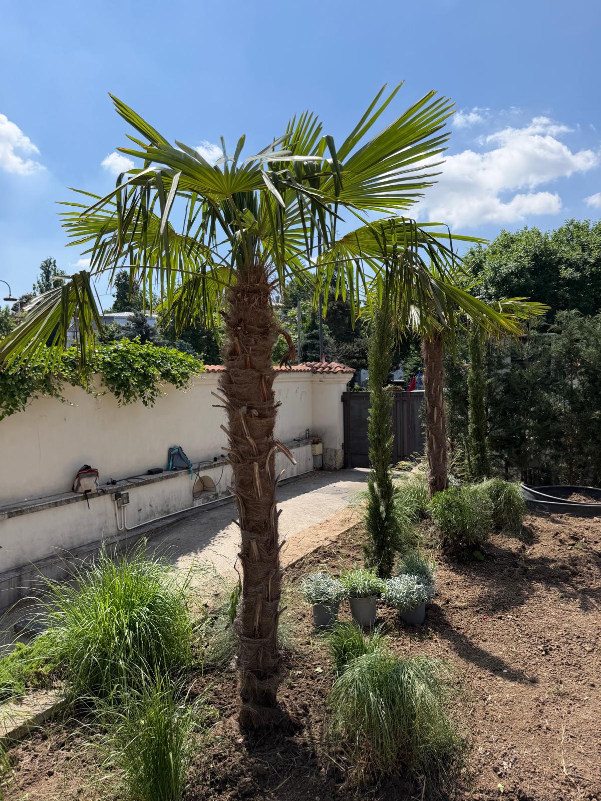 apache-gardens-amenajare-gradini-gazonare-plante-ornamentale